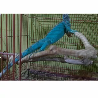 Kayu Tangkringan iguana-kayu kopi-kandang lovebird-tangkringan lovebird-tangkringan sugar glider