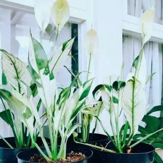Bibit tanaman hias peace lily  variegata/ spatu filum variegata
