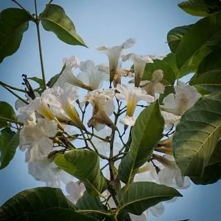 Pohon Tabebuia putih pohon tabebuya putih tabebuia rosea putih tabebuya rosea putih tanaman bunga