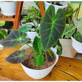 Caladium Black Beauty / Black Magic / Keladi Cemong