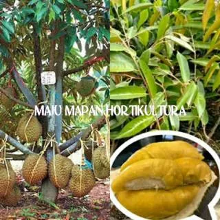 Bibit durian bawor asli/durian super daging tebal