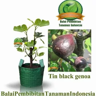 pusat-benih-terlengkap-. asli! bibit tin black genoa / bibit buah / tanaman ori -se-shopee-jakarta.