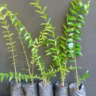 Pohon Bonsai kimeng berkarakter Anting Putri 60 Cm