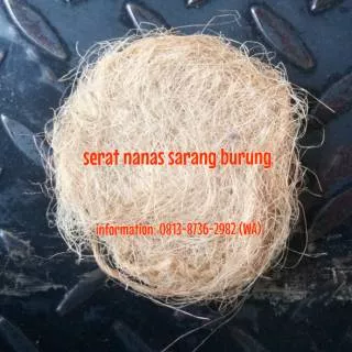 SERAT NANAS SARANG BURUNG KECIL