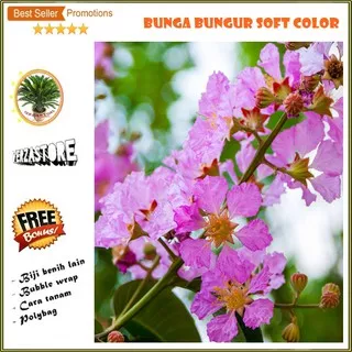 biji benih bunga Bungur Soft Color promo /30 biji