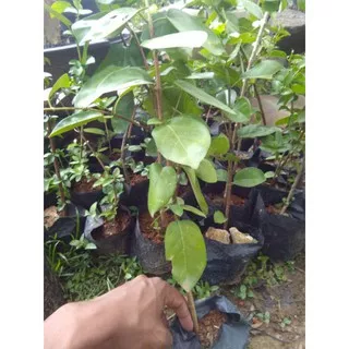 bibit bonsai sancang