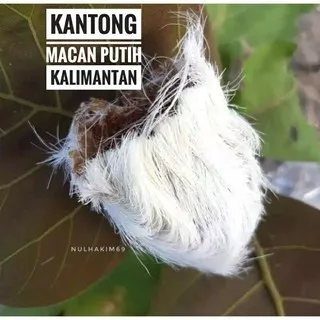 kantong macan putih kalimantan