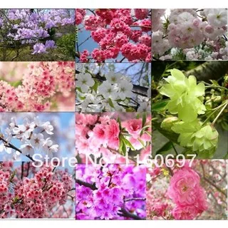 NEW biji Biji bunga bungur mix 12 warna isi 100 | SULTANFARMER380
