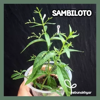 Sambiloto Bibit Tanaman Sambiloto Tanaman Herbal Daun Pahitan