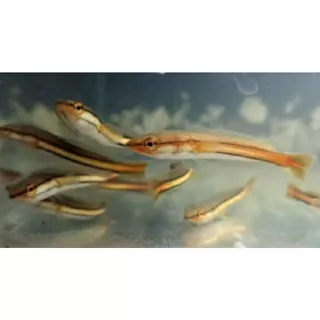 Ikan Gabus Toman (Sz 10-11-12 cm) | Ikan predator | Ikan hias air tawar / ikan gabus / ikan gabus-gabusan / ikan gabus kalimantan / ikan Channa micropeltes