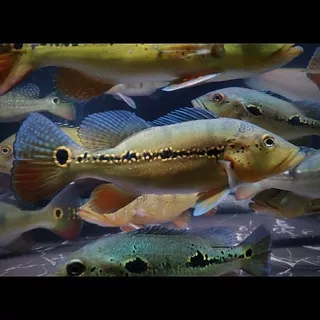 Peacock Bass Pbass Xingu 24cm 27cm