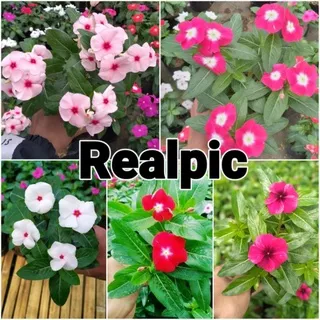 Vinca Import Rimbun Murah Bunga Vinca Hidup Vinca Gantung Tanaman Hias Vinca Bunga Tapak Dara Vinca Tegak Vinca Jepang Impor