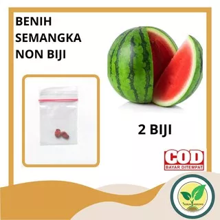 Benih Semangka Non Biji F1 Hibrida Tanaman Buah Berkualitas Unggul 2 Biji KEMASAN KLIP