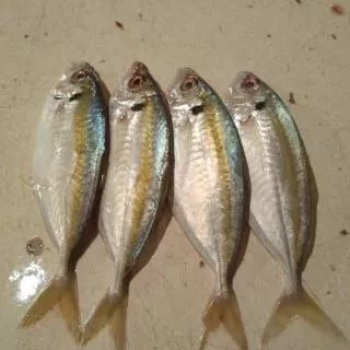 IKAN SELAR KUNING/ IKAN SELAR SEGAR