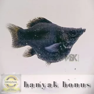 molly full black roundtail / molly balon / molly black / molly hitam / Moli aquarium / molly aquascape / molly dewasa