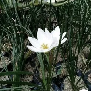 tanaman hias kucai bunga - bunga tulip - bunga putih