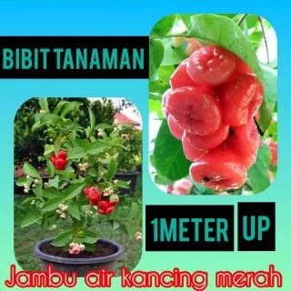 Bibit Jambu Air Kancing Merah 1 meter up