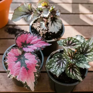 Tanaman Hias Bunga Begonia-12 Macam Jenis Begonia Cantik Part 2