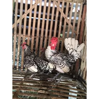 ayam batik italy, ayam batik kanada, ayam hias