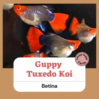 ikan hias guppy Tuxedo Koi Betina / ikan hias aquarium / ikan hias aquascape / indukan