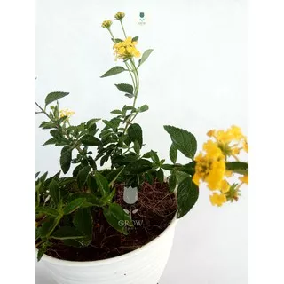 Lantana kuning