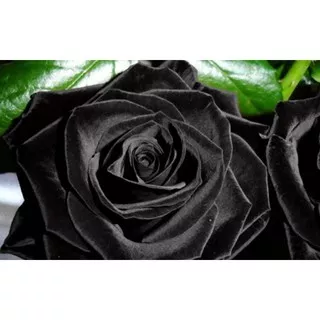 Benih Bibit Biji Bunga Mawar Hitam / Black Rose (Import) Tpsdd3 Kualitas Baik