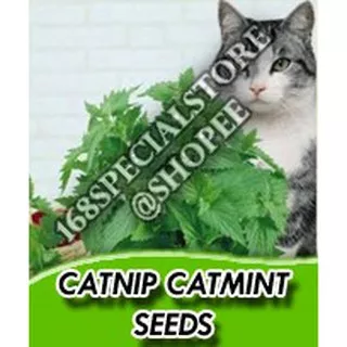 Biji Herb Catnip Catmint Catnip Seeds | Nepeta cataria | Herb Garden Seeds