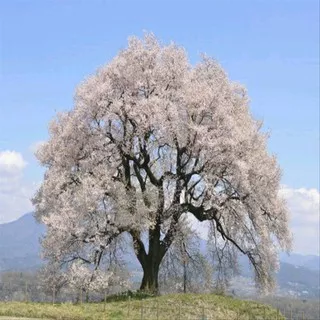 1 Biji Benih Bunga Sakura Edohigan