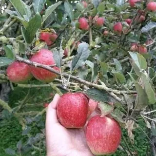 bibit buah apel anna