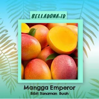 Bibit Tanaman Buah Mangga Emperor 60cm