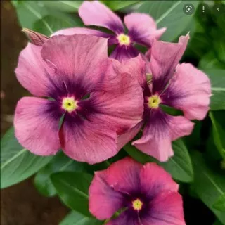 benih biji bibit tanaman haias bunga Vinca Pink Purple Eye juntai