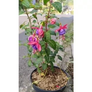 tanaman hias gantung bunga lampion ungu