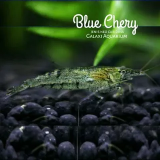 udang Hias - Blue Chery udang hias  Aquascape aquarium