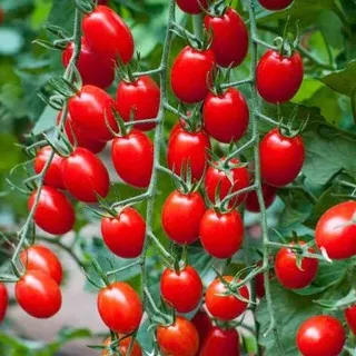 25 Biji Benih Tomat Chery Merah Tropical Ruby - Bibit Tanaman Sayur Sayuran Tomat Cerry Ceri Cherry