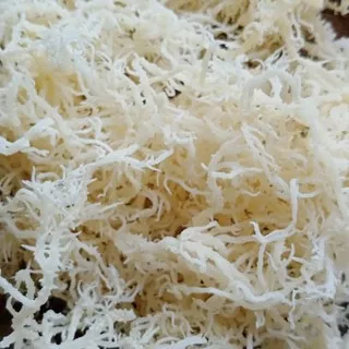 Rumput Laut 1 Kg Kering Spinosum Kenyal Original