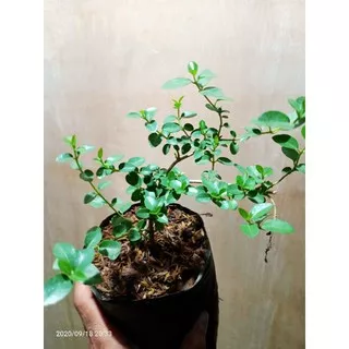 bibit bonsai sancang