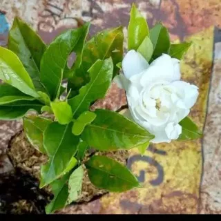 Tanaman kaca piring-kaca piring-gardenia augusta-bibit tanqman hias-tanaman hias indor-autdor