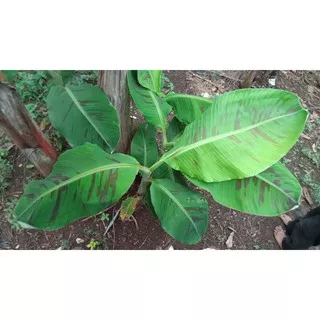 pohon pisang varigata merah,banana red varigata asli