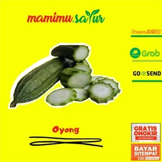 OYONG GAMBAS HIJAU SAYURAN SEGAR  SAYUR SEGAR FRESH PREMIUM  BESAR PASAR ONLINE MURAH JAKARTA - 1 KG