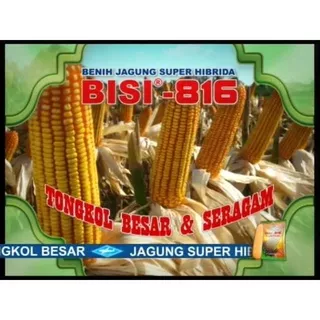 Benih jagung SUPER HIBRIDA BISI-816/5 KG