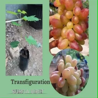 Bibit Anggur Transfiguration