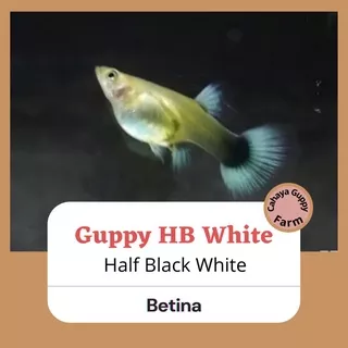ikan hias guppy HB White Betina / ikan hias aquarium / ikan hias aquascape / indukan