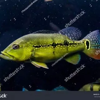 Terlaris Ikan Peacock Bass Xingu Uk 6 7 Good Marking