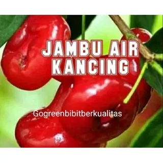 Bibit jambu air kancing merah