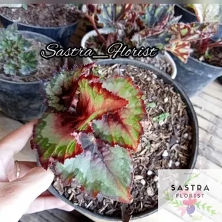 Tanaman Begonia Rex