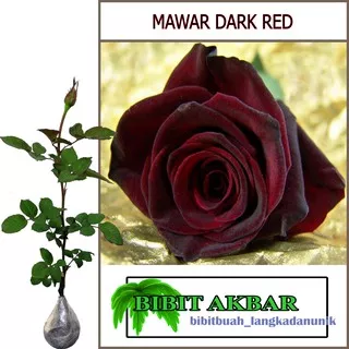 Bibit Tanaman Hias Bunga Mawar Dark Red