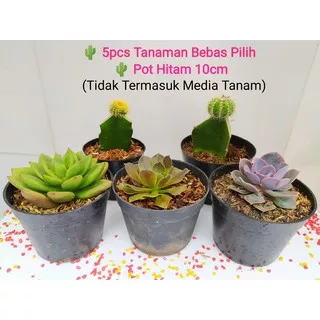 Paket 5pcs Kaktus Mini dan Sukulen Pot Hitam 10cm succulent cactus