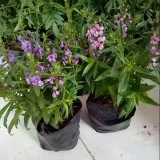 Tanaman bunga lavender - tanaman pengusir nyamuk lavender - tanaman lavender - pohon anti nyamuk