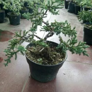 Tanaman hias bonsai cemara bajul 2