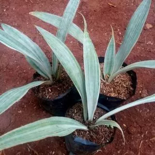 Tanaman hias sansevieria silver / sansevieria manolin / tanaman hias lidah mertua